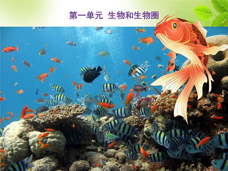 第一单元第一章第一节 生物的特征七年级上学期人教版生物 课件01
