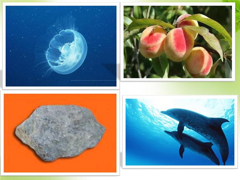 第一单元第一章第一节 生物的特征七年级上学期人教版生物 课件06