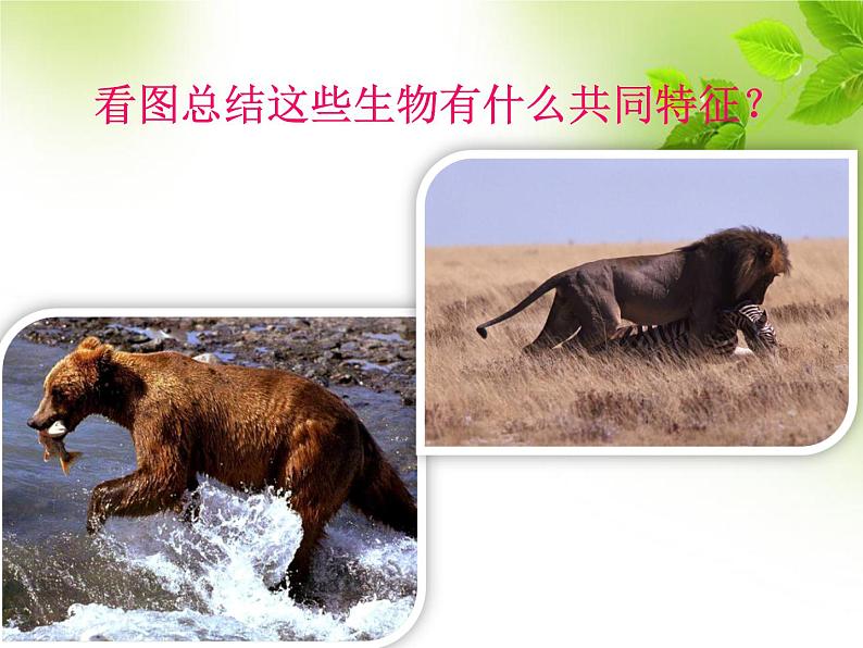 第一单元第一章第一节 生物的特征七年级上学期人教版生物 课件08