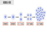 第二单元第二章第二节 动物体的结构层次课件七年级上学期人教版生物