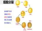 第二单元第二章第二节 动物体的结构层次课件七年级上学期人教版生物