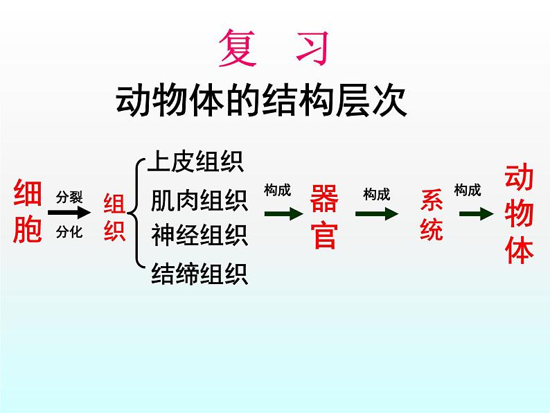 第二单元第二章第三节植物体的结构层次课件七年级上学期人教版生物第1页