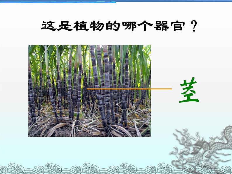 第二单元第二章第三节植物体的结构层次课件七年级上学期人教版生物第8页