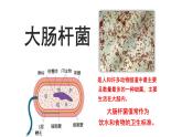 第二单元第二章第四节  单细胞生物七年级生物上册同步教学精品课件（人教版 ）