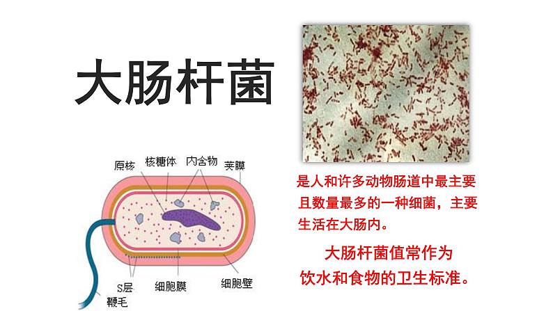 第二单元第二章第四节  单细胞生物七年级生物上册同步教学精品课件（人教版 ）第1页