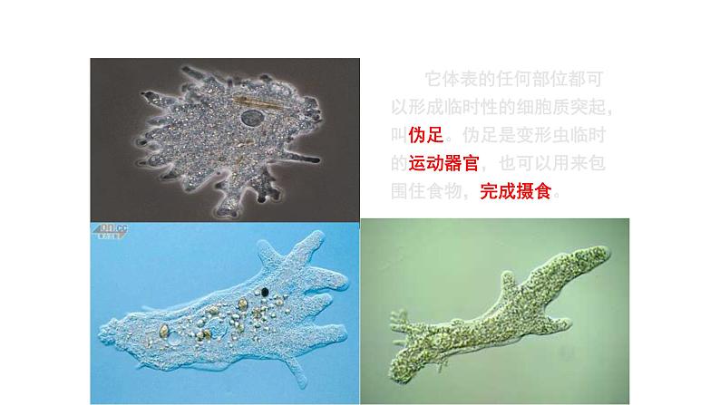 第二单元第二章第四节  单细胞生物七年级生物上册同步教学精品课件（人教版 ）第3页