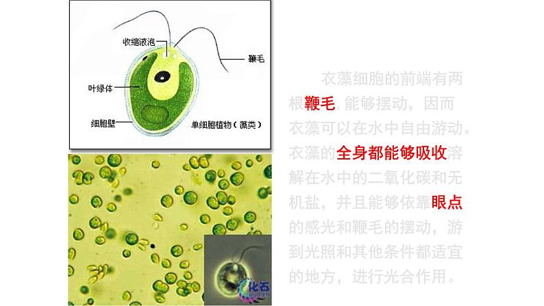 第二单元第二章第四节  单细胞生物七年级生物上册同步教学精品课件（人教版 ）第4页