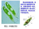 第二单元第二章第四节  单细胞生物七年级生物上册同步教学精品课件（人教版 ）