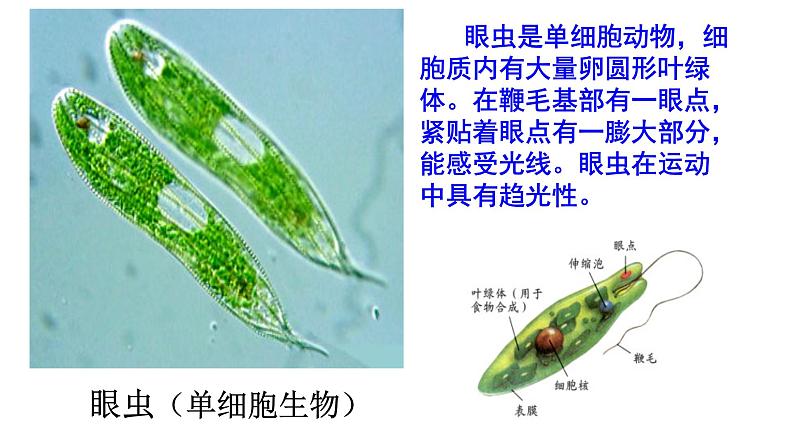 第二单元第二章第四节  单细胞生物七年级生物上册同步教学精品课件（人教版 ）第5页