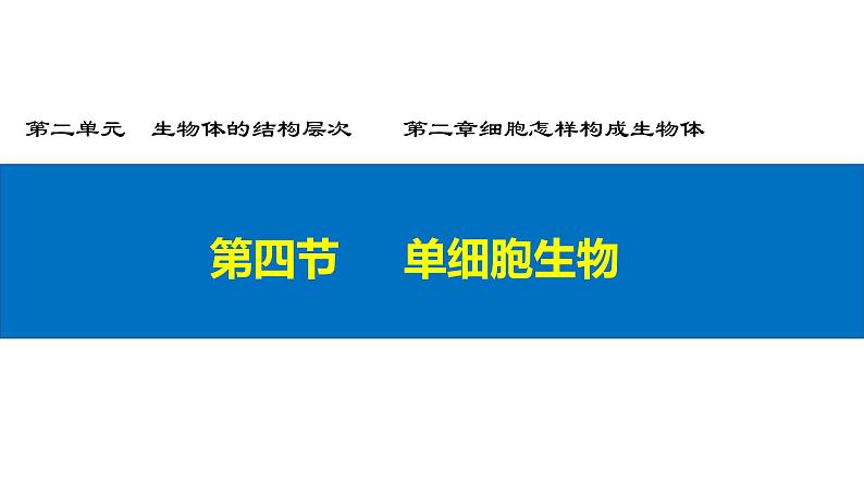 第二单元第二章第四节  单细胞生物七年级生物上册同步教学精品课件（人教版 ）第7页