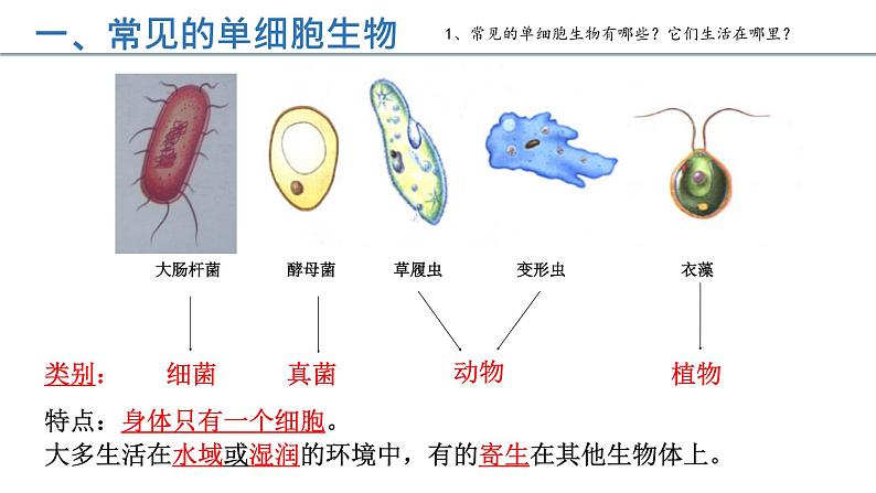 第二单元第二章第四节  单细胞生物七年级生物上册同步教学精品课件（人教版 ）第8页