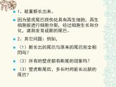 第二单元第二章第一节细胞通过分裂产生新细胞七年级生物上册生物课件 (共41张PPT)