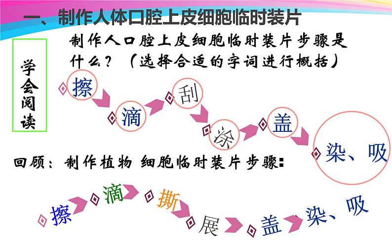 第二单元第一章第三节动物细胞课件七年级上学期人教版生物02