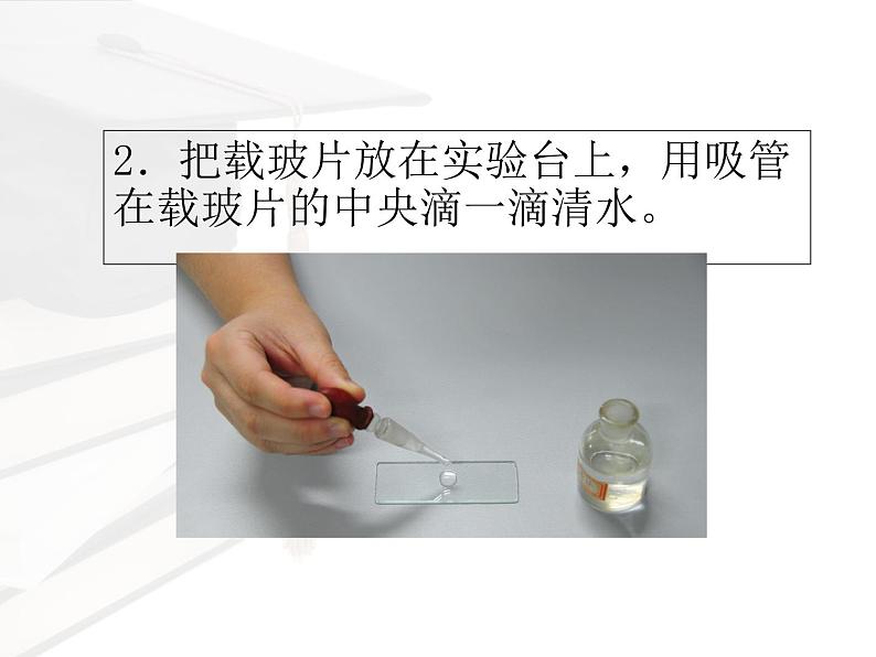 第二单元第一章第二节 植物细胞 课件-人教版七年级生物上册第7页