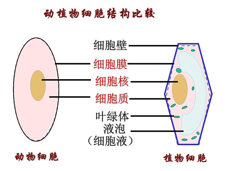 第二单元第一章第四节 细胞的生活人教版七年级生物上册课件(共33张PPT)02