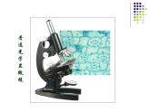 第二单元第一章第一节练习使用显微镜课件(共54张PPT)生物七年级上学期人教版生物