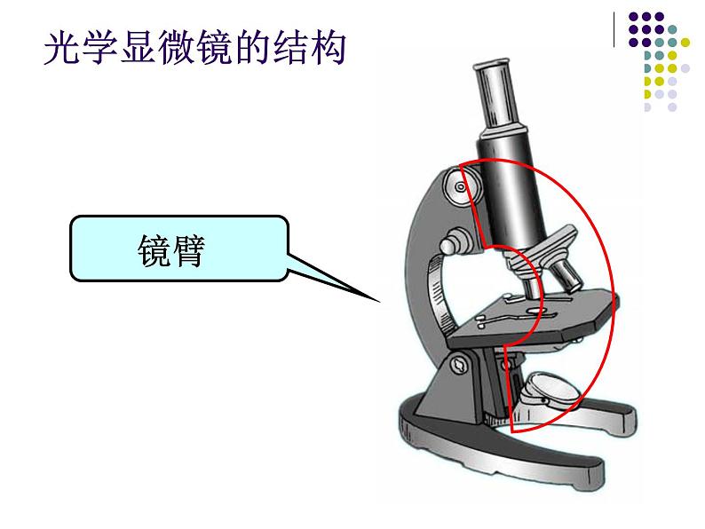 第二单元第一章第一节练习使用显微镜课件(共54张PPT)生物七年级上学期人教版生物08