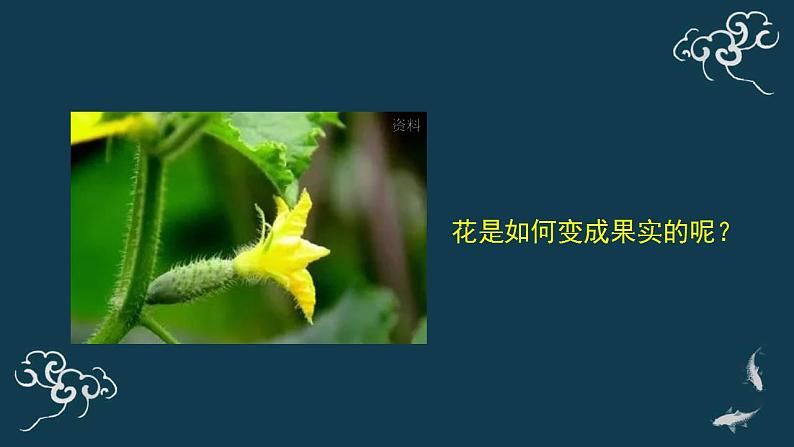 第三单元第二章第二节开花和结果 课件人教版七年级生物上册04