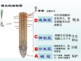 第三单元第二章第二节植株的生长 课件七年级生物人教版上册