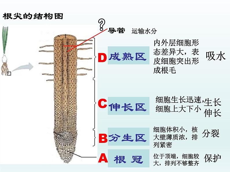 第三单元第二章第二节植株的生长 课件七年级生物人教版上册04