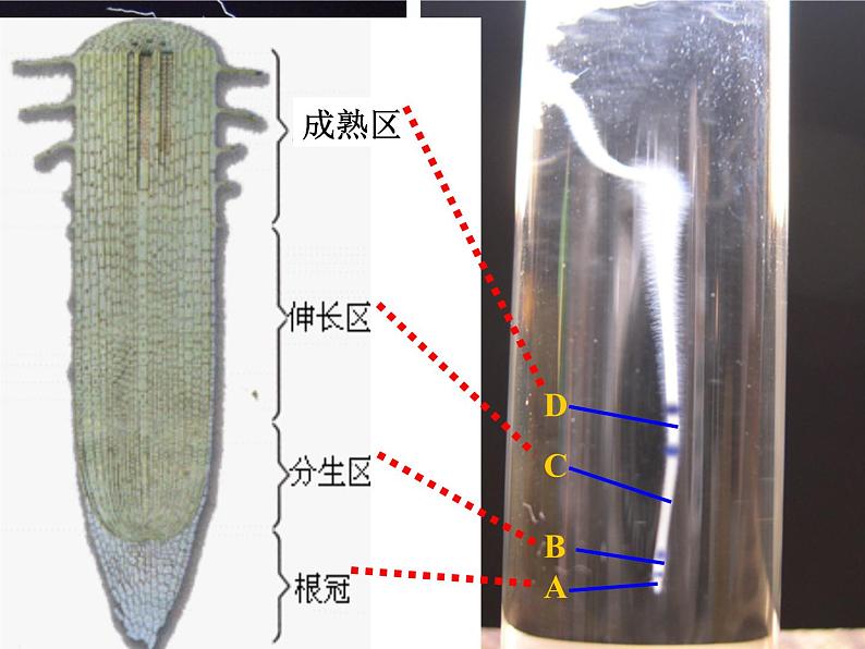 第三单元第二章第二节植株的生长 课件七年级生物人教版上册05