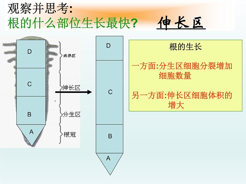 第三单元第二章第二节植株的生长 课件七年级生物人教版上册06