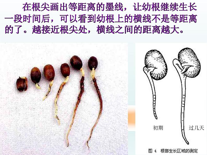 第三单元第二章第二节植株的生长 课件七年级生物人教版上册08