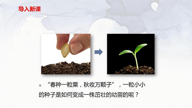 第三单元第二章第一节种子的萌发-七年级上册生物课件01