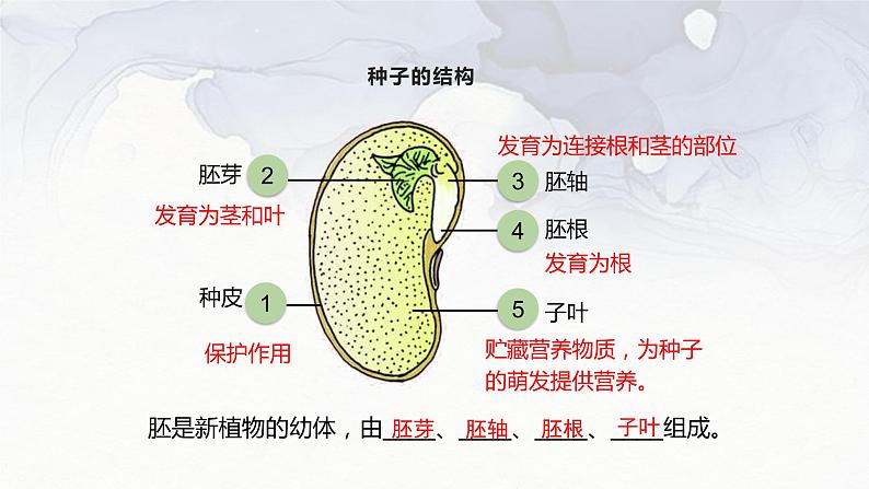 第三单元第二章第一节种子的萌发-七年级上册生物课件04