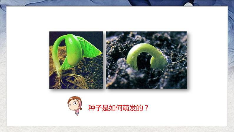 第三单元第二章第一节种子的萌发-七年级上册生物课件06