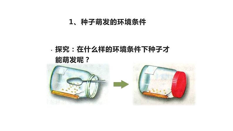 第三单元第二章第一节种子的萌发-七年级上册生物课件07