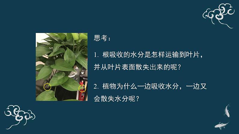 绿色植物与生物圈的水循环PPT课件免费下载06