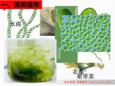第三单元第一章第一节 藻类苔藓和蕨类植物人教版生物七年级上册课件