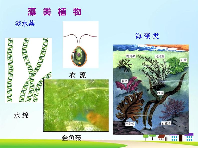 第三单元第一章第一节 藻类苔藓和蕨类植物人教版生物七年级上册课件06