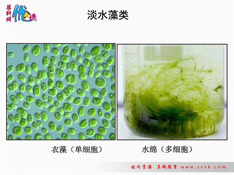 第三单元第一章第一节 藻类苔藓和蕨类植物人教版生物七年级上册课件07