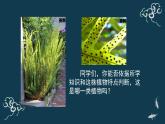 第三單元第一章第一節(jié)種子植物 課件人教版七年級生物上冊