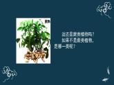 第三单元第一章第一节种子植物 课件人教版七年级生物上册