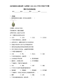 山东省泰安市泰山区（五四制）2020-2021学年六年级下学期期中考试生物试题（word版 含答案）