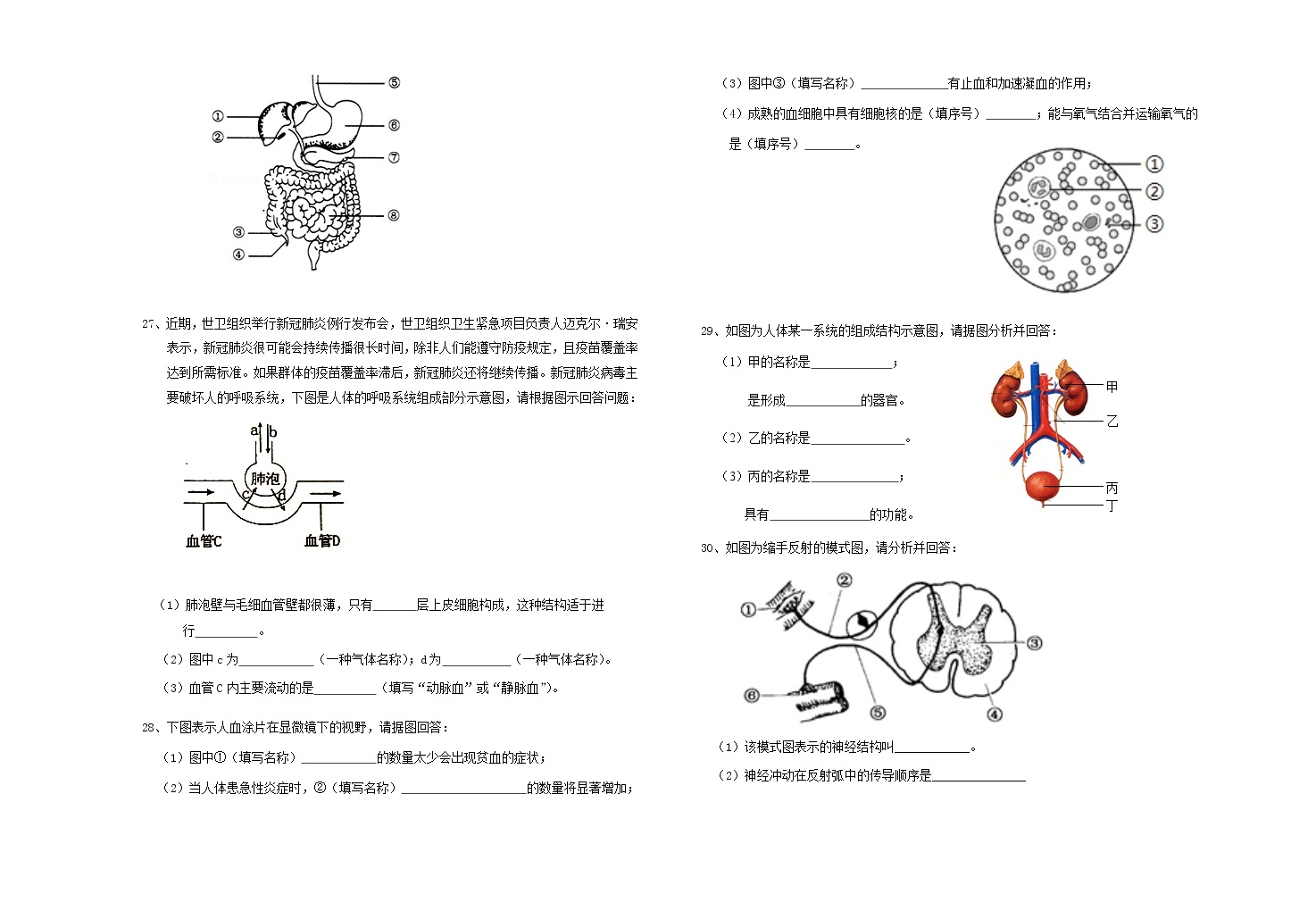 初中生物 期末專區 七年級下冊展開 這是一份安徽省渦陽縣2020-2021