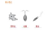 人教版七年级上册生物课件 第二单元 2.2.4 单细胞生物