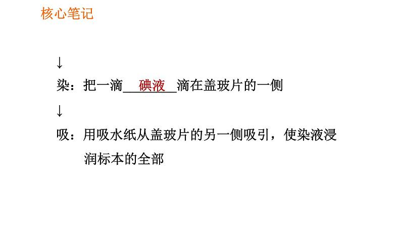 人教版七年级上册生物课件 第二单元 2.1.2.1 观察植物细胞第6页