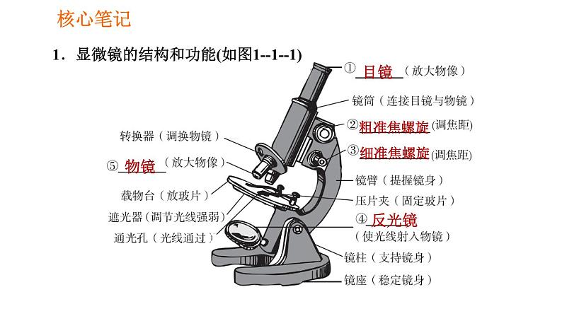 人教版七年级上册生物课件 第二单元 2.1.1 练习使用显微镜02