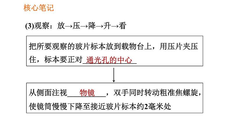 人教版七年级上册生物课件 第二单元 2.1.1 练习使用显微镜05