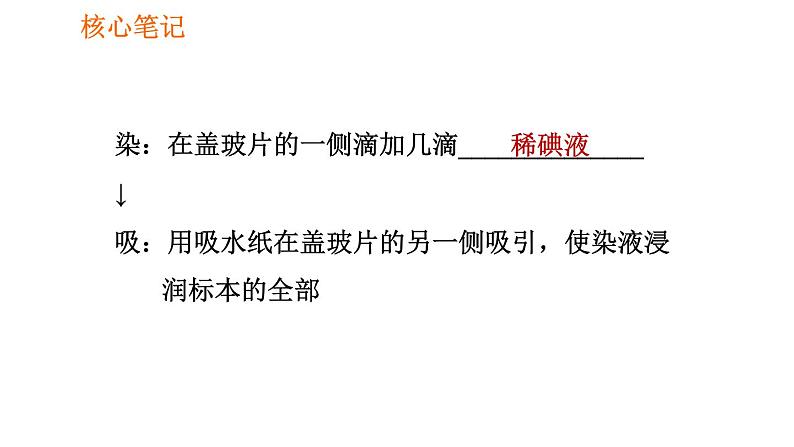 人教版七年级上册生物课件 第二单元 2.1.3 动物细胞第4页