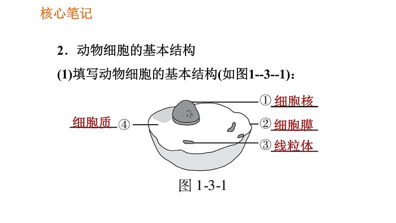 人教版七年级上册生物课件 第二单元 2.1.3 动物细胞第6页