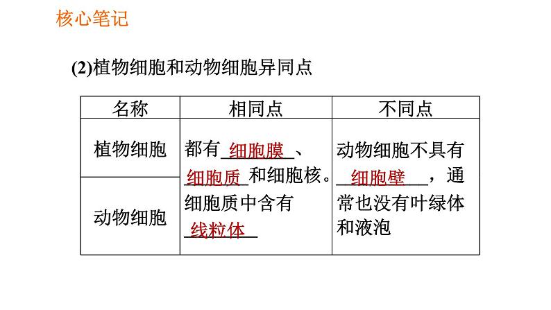 人教版七年级上册生物课件 第二单元 2.1.3 动物细胞第7页