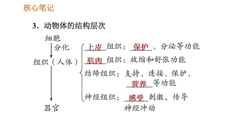 人教版七年级上册生物课件 第二单元 2.2.2 动物体的结构层次05