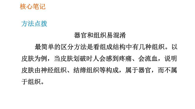 人教版七年级上册生物课件 第二单元 2.2.2 动物体的结构层次07