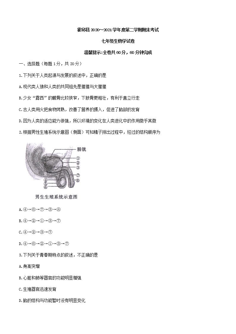 安徽省六安市霍邱县2020-2021学年七年级下学期期末生物试题（word版 含答案）01