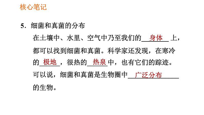 人教版八年级上册生物习题课件第5单元 第4章 4.1 细菌和真菌的分布05